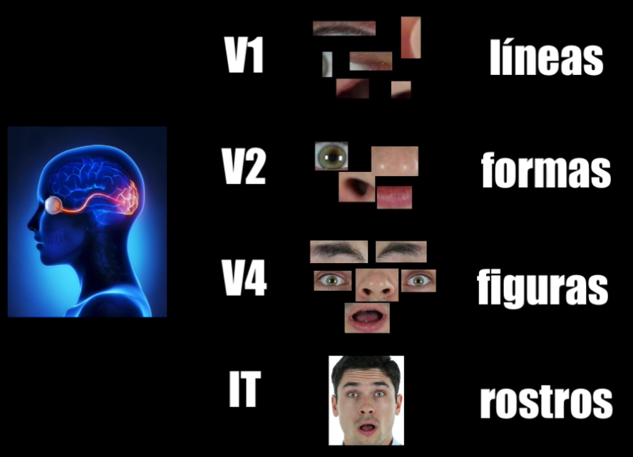 El cerebro humano y las diferentes capas de la corteza visual encargadas del procesamiento de imágenes