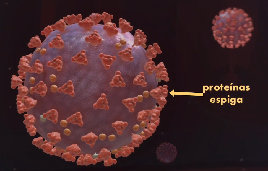 Las proteínas espiga del Coronavirus son las responsables de generar la infección en el organismo humano
