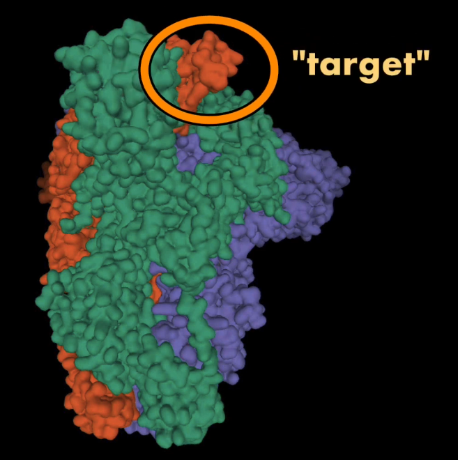 El 'target' es una pequeña molécula de la proteína espiga que permite al virus infectar el organismo